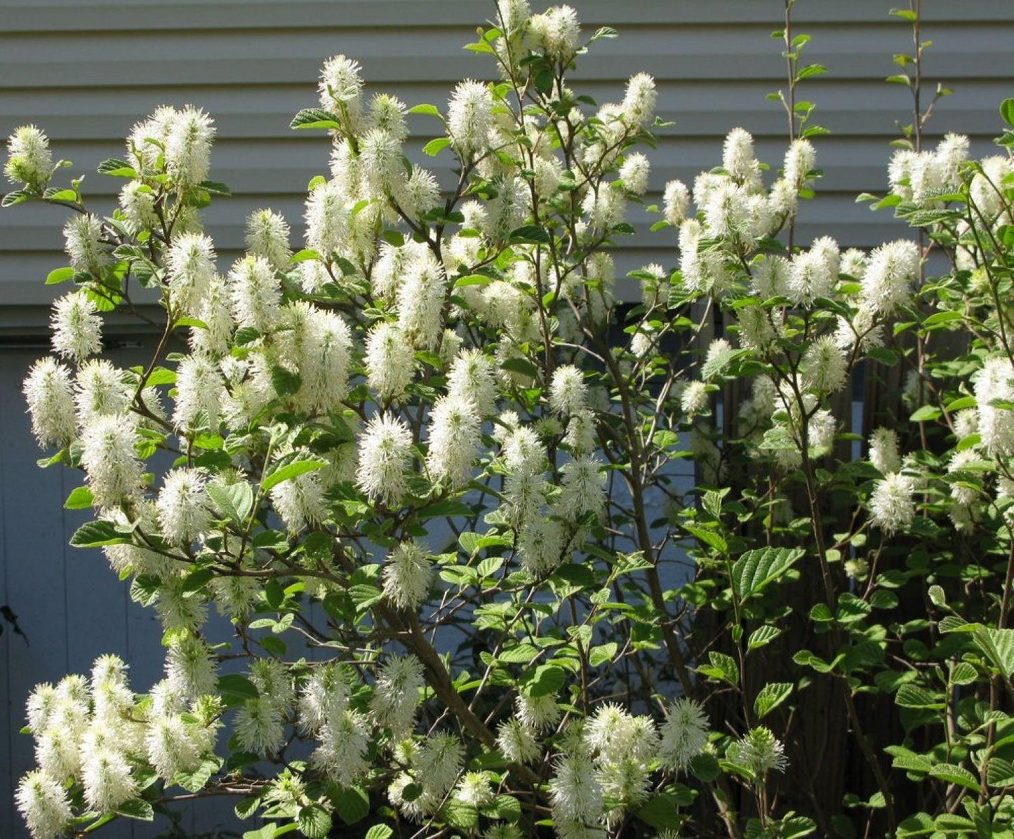Fothergilla Gardenii - View 3 from www redcrocus com