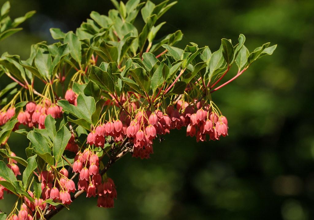 Enkianthus Campanulatus Showy Lantern - View 10 from www redcrocus com
