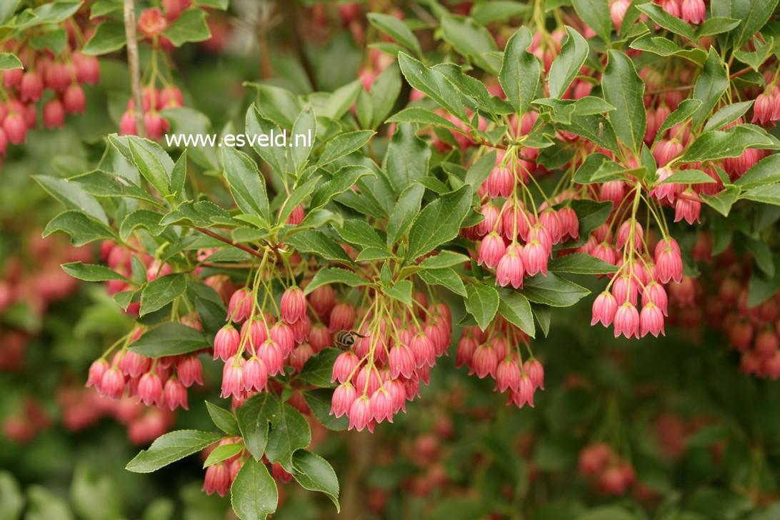 Enkianthus Campanulatus Showy Lantern - View 11 from www redcrocus com