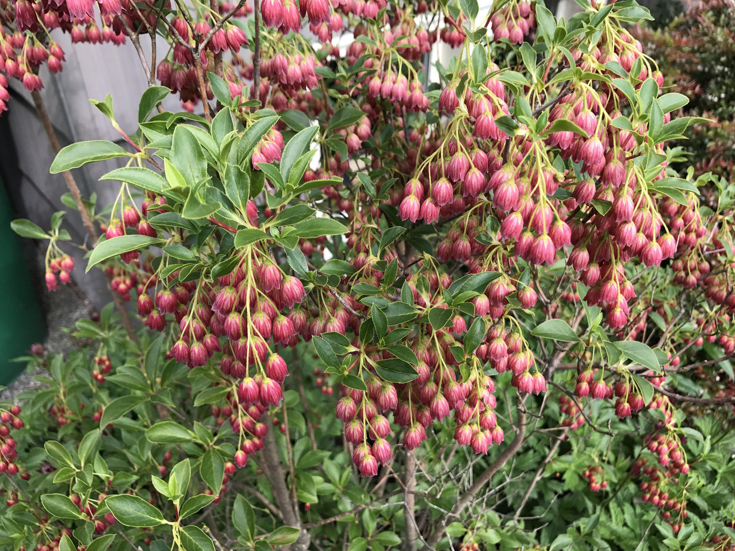 Enkianthus Campanulatus Showy Lantern - View 12 from www redcrocus com