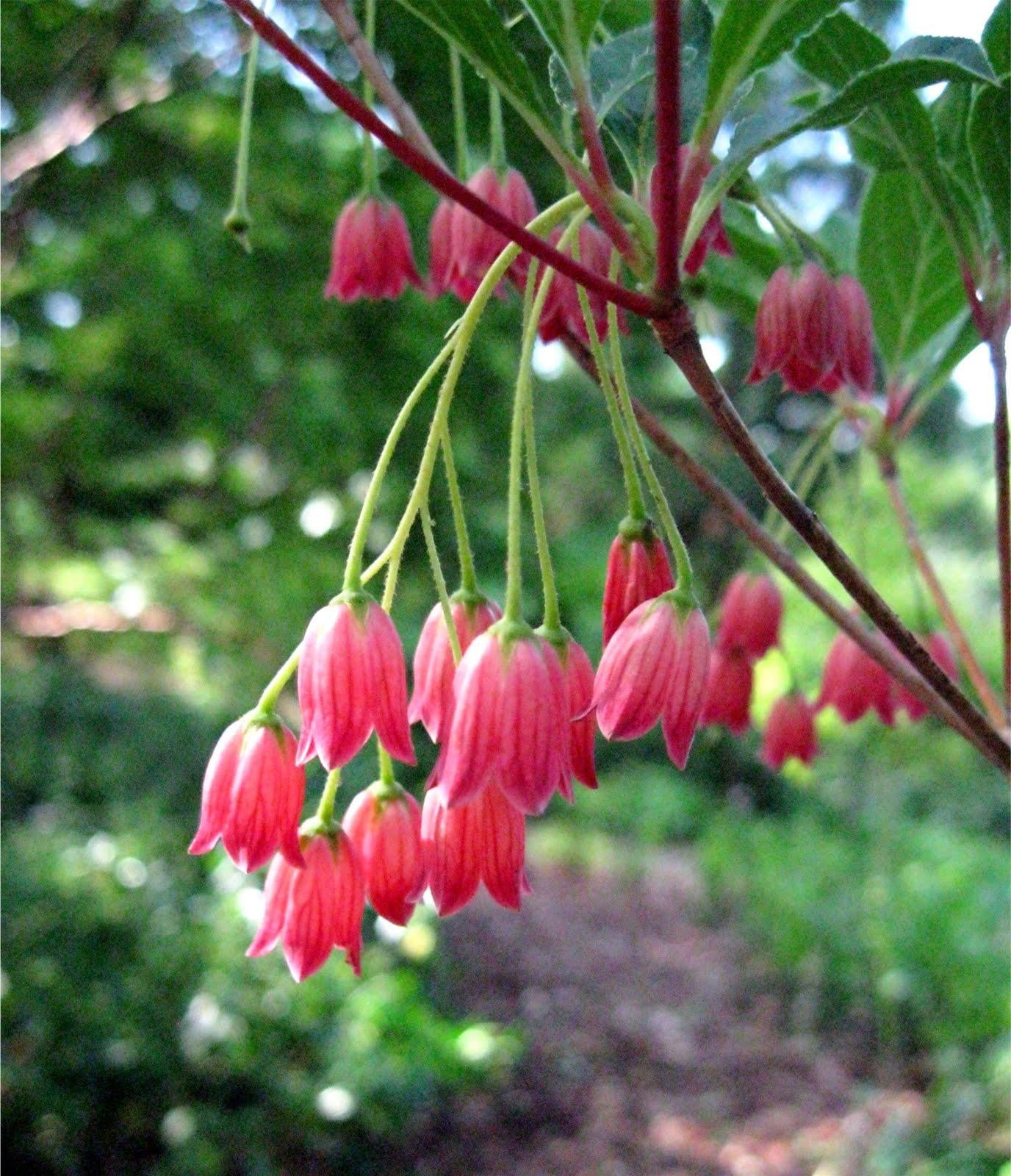 Enkianthus Campanulatus Showy Lantern - View 13 from www redcrocus com