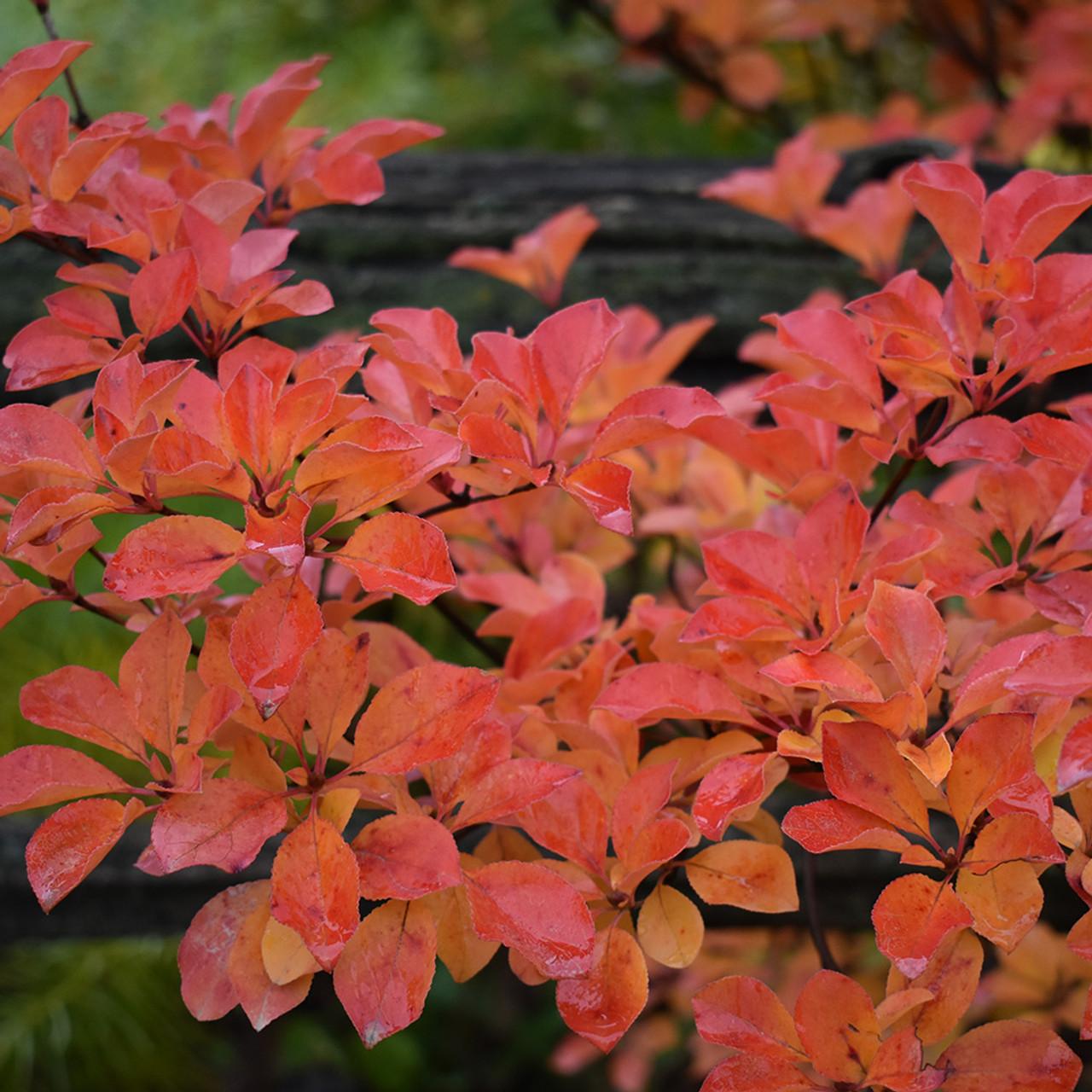 Enkianthus Campanulatus Showy Lantern - View 15 from www redcrocus com