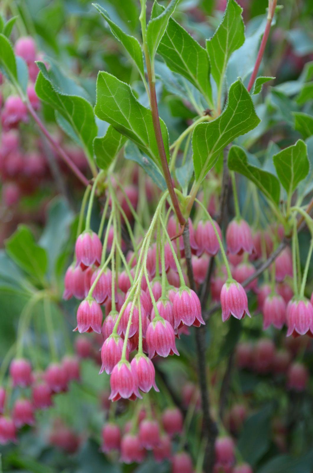 Enkianthus Campanulatus Showy Lantern - View 16 from www redcrocus com