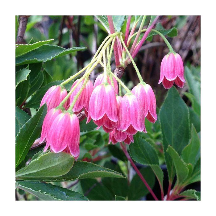 Enkianthus Campanulatus Showy Lantern - View 17 from www redcrocus com