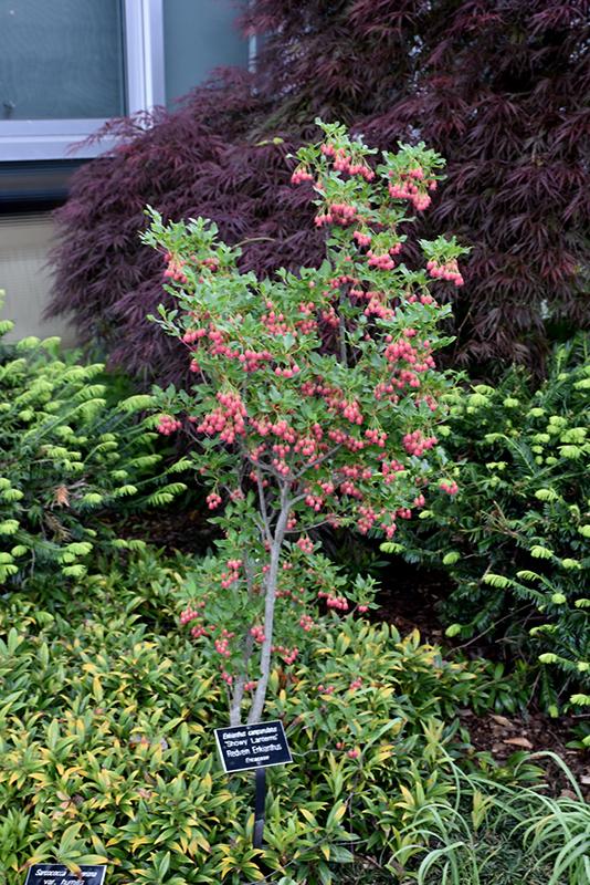 Enkianthus Campanulatus Showy Lantern - View 19 from www redcrocus com