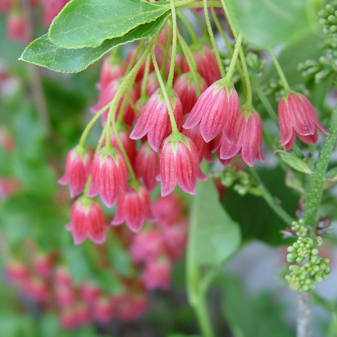 Enkianthus Campanulatus Showy Lantern - View 3 from www redcrocus com