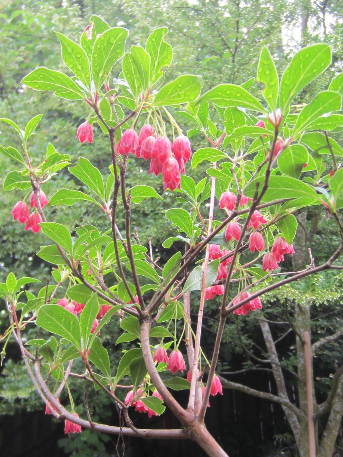 Enkianthus Campanulatus Showy Lantern - View 5 from www redcrocus com