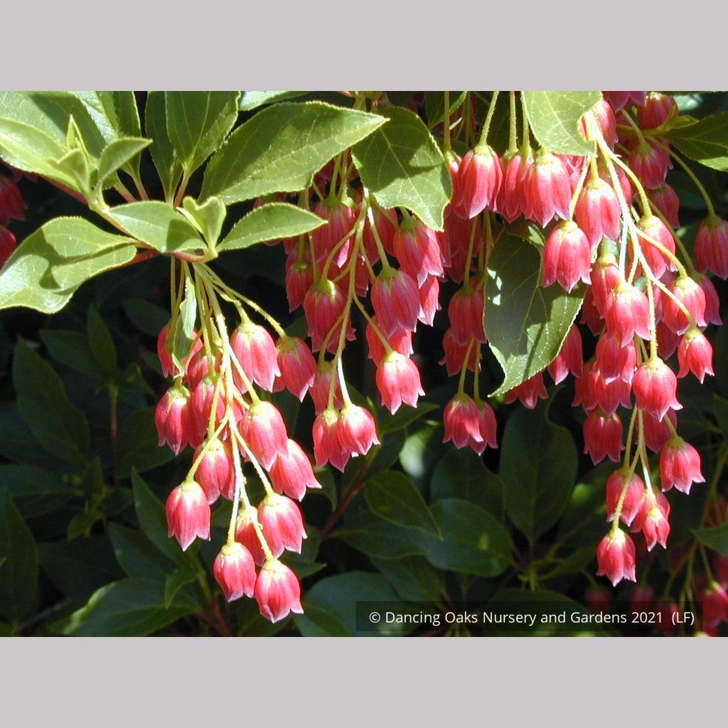 Enkianthus Campanulatus Showy Lantern - View 7 from www redcrocus com