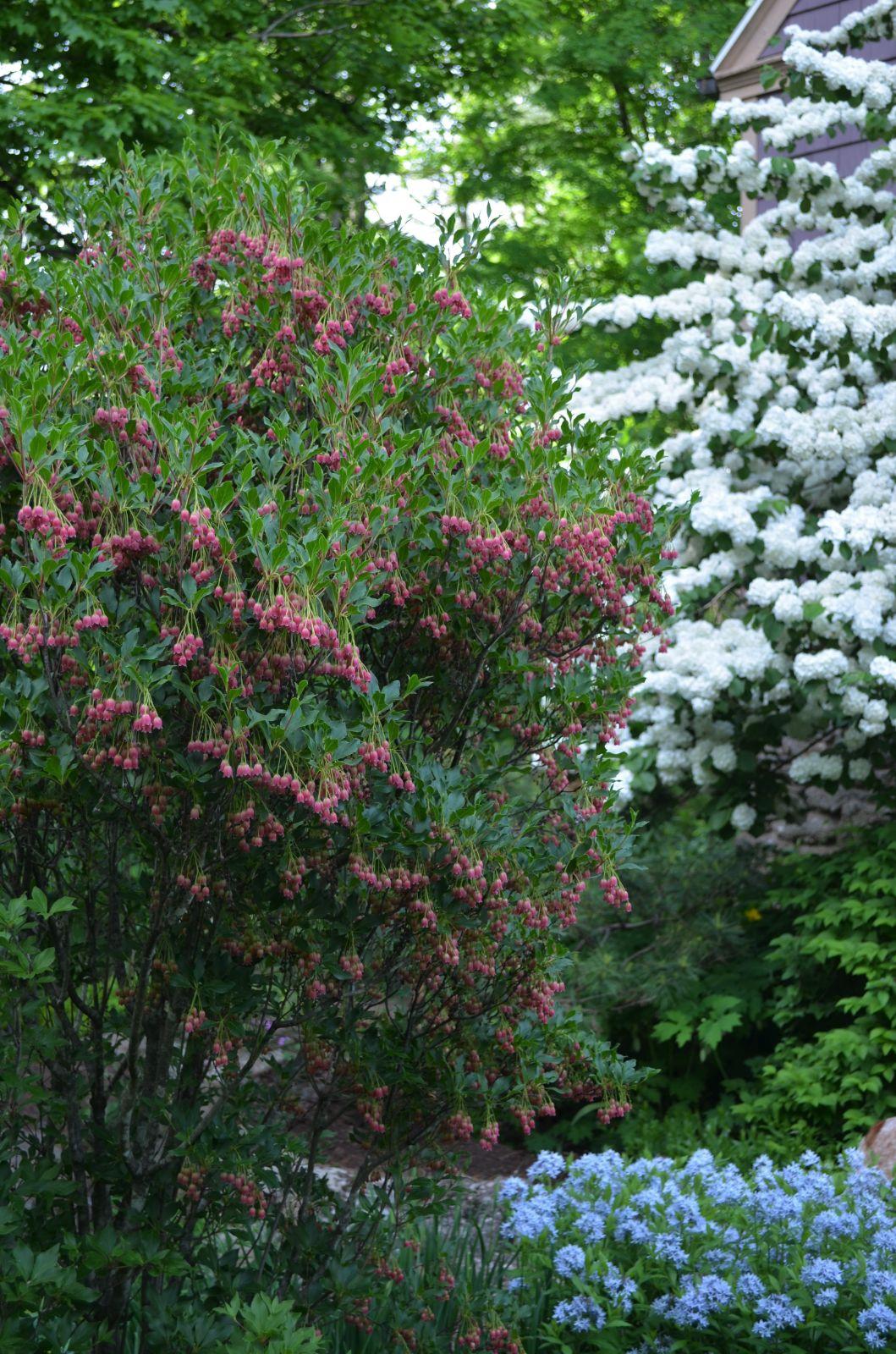 Enkianthus Campanulatus Showy Lantern - View 8 from www redcrocus com