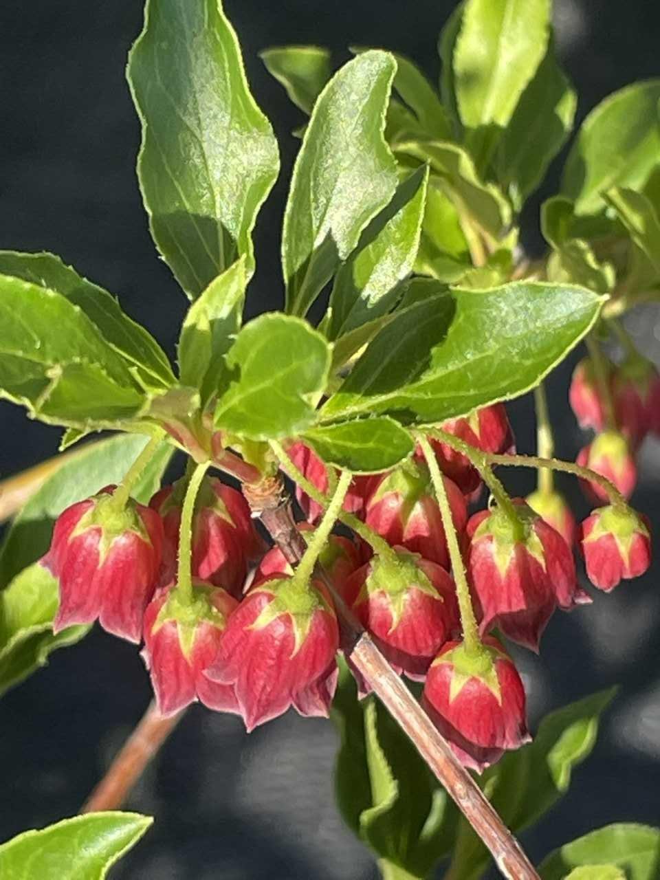 Enkianthus Campanulatus Showy Lantern - View 9 from www redcrocus com