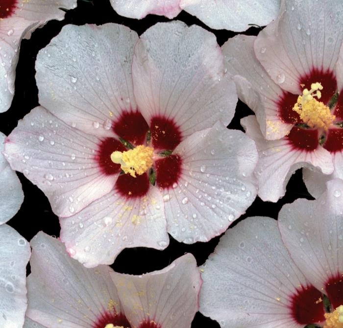Hibiscus Syriacus Blush Satin - View 11 from www redcrocus com