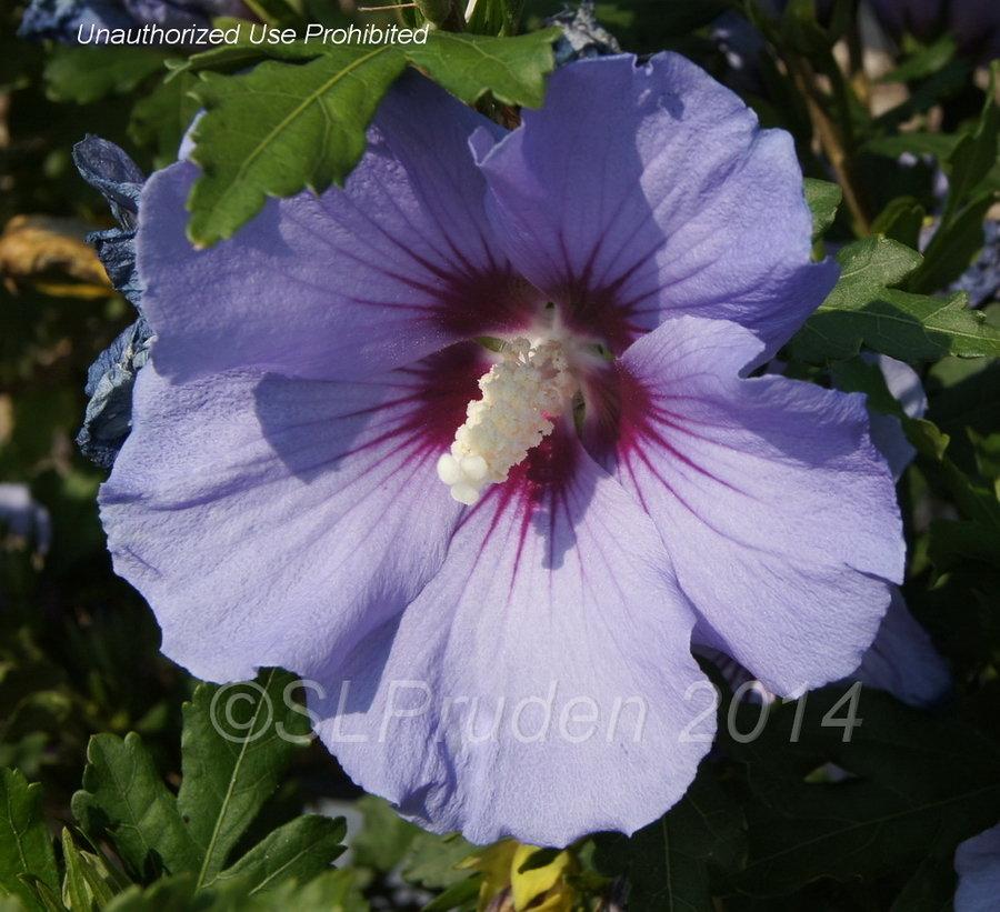 Hibiscus Syriacus Blush Satin - View 12 from www redcrocus com