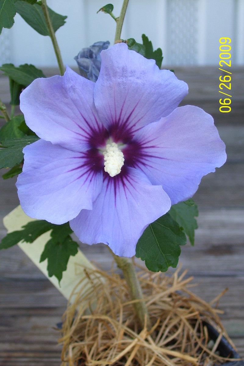 Hibiscus Syriacus Blush Satin - View 13 from www redcrocus com