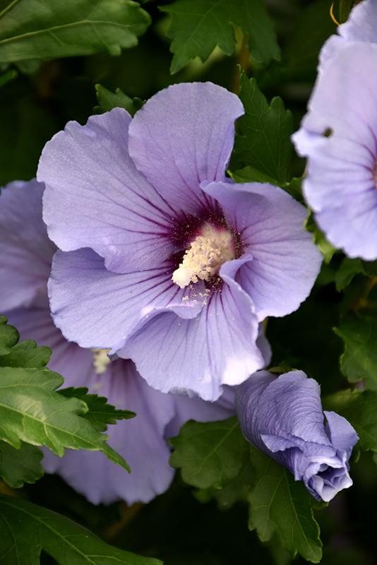 Hibiscus Syriacus Blush Satin - View 15 from www redcrocus com