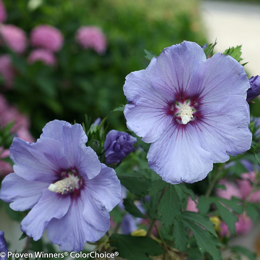 Hibiscus Syriacus Blush Satin - View 2 from www redcrocus com