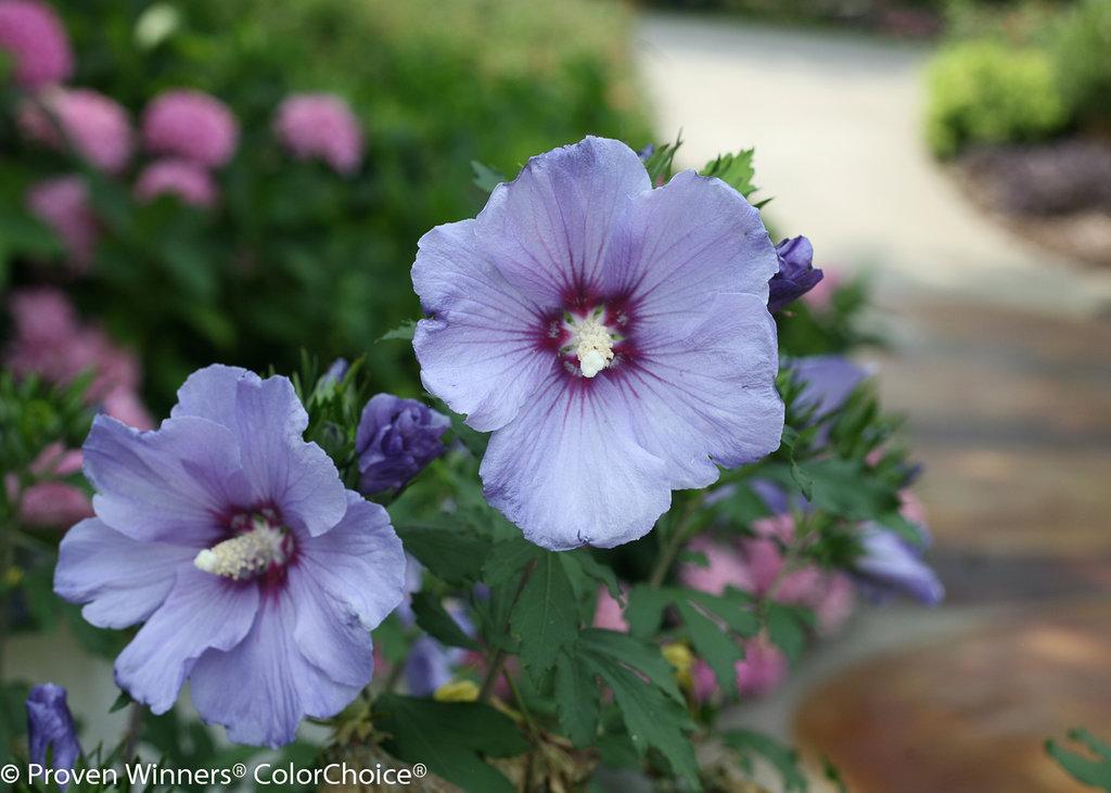 Hibiscus Syriacus Blush Satin - View 5 from www redcrocus com