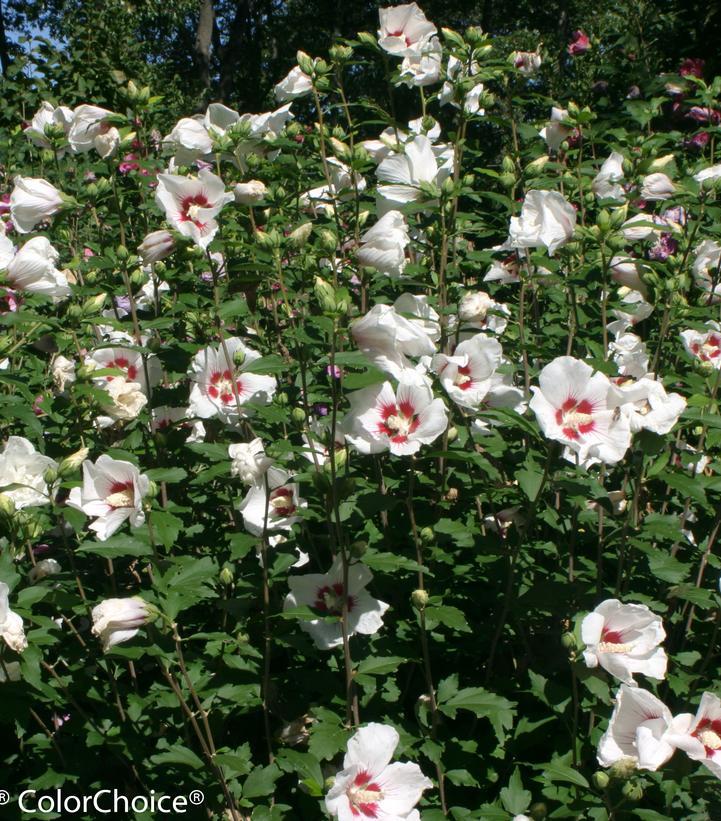 Hibiscus Syriacus Blush Satin - View 6 from www redcrocus com