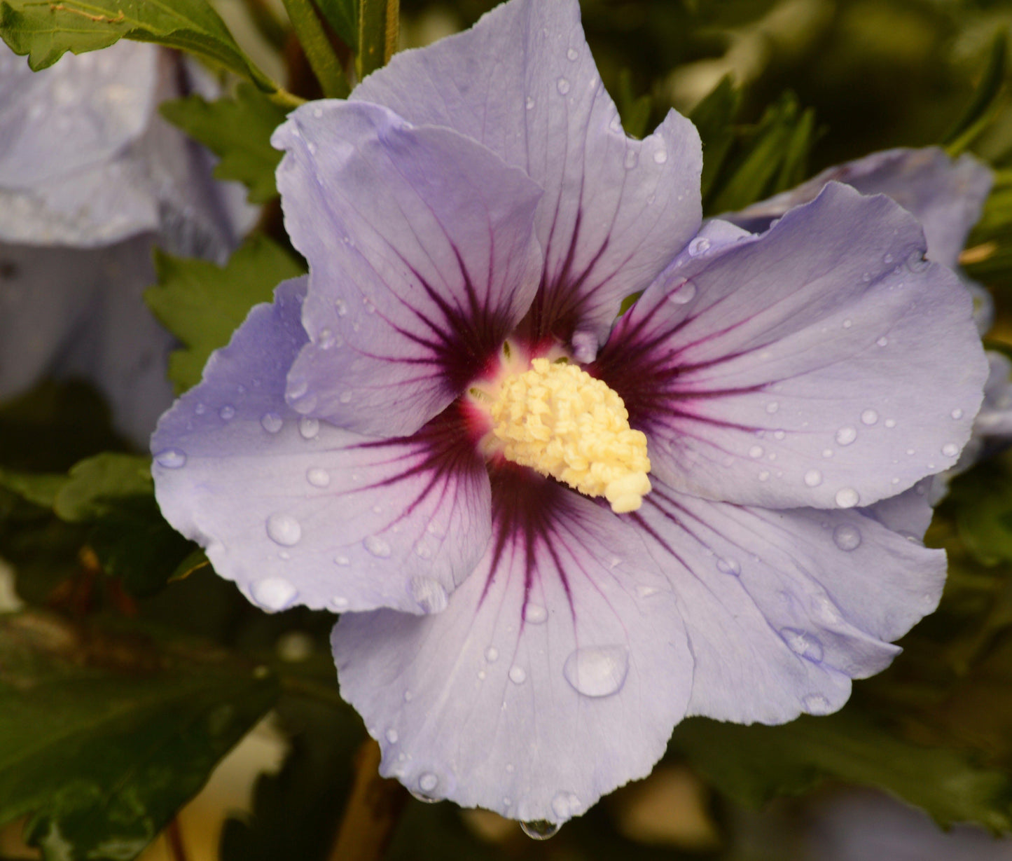 Hibiscus Syriacus Blush Satin - View 8 from www redcrocus com