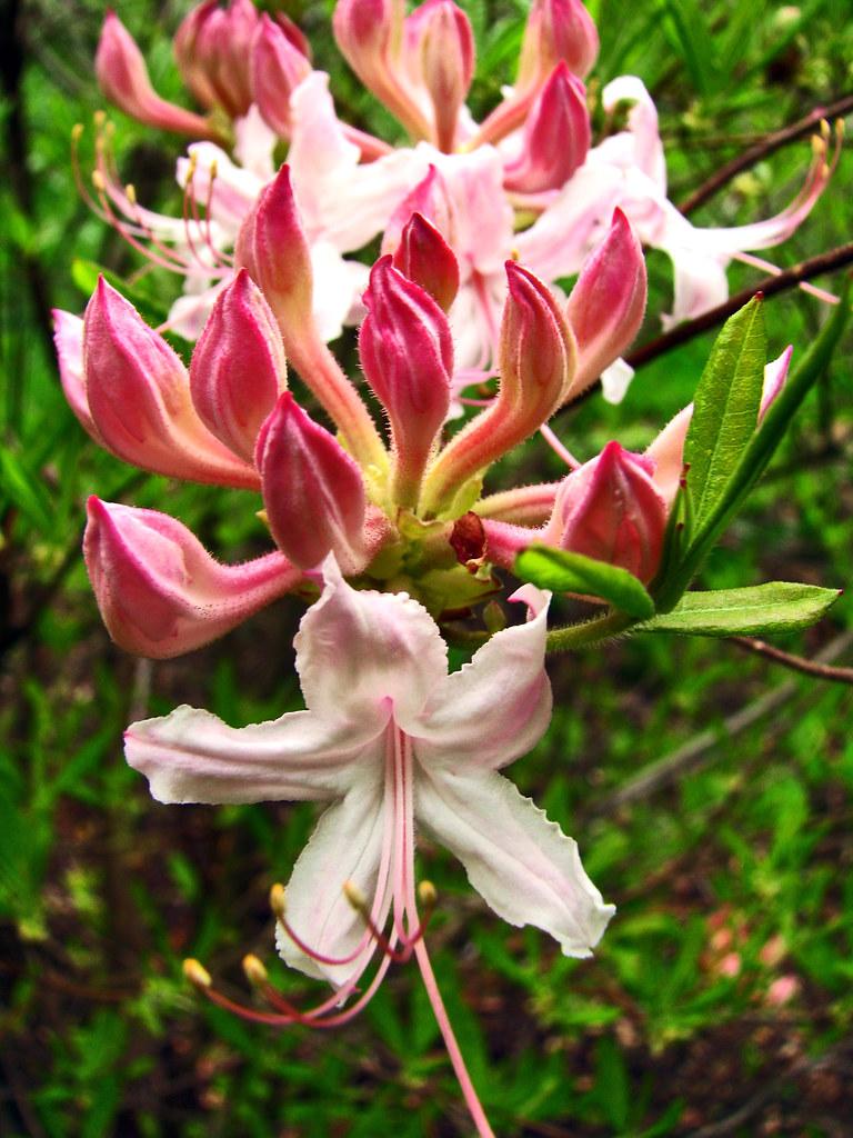 Azalea Viscosum - View 13 from www redcrocus com
