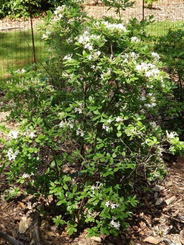 Azalea Viscosum - View 14 from www redcrocus com