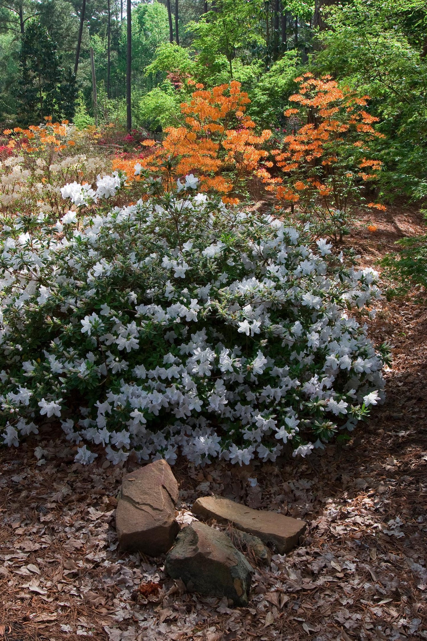Azalea Viscosum - View 17 from www redcrocus com