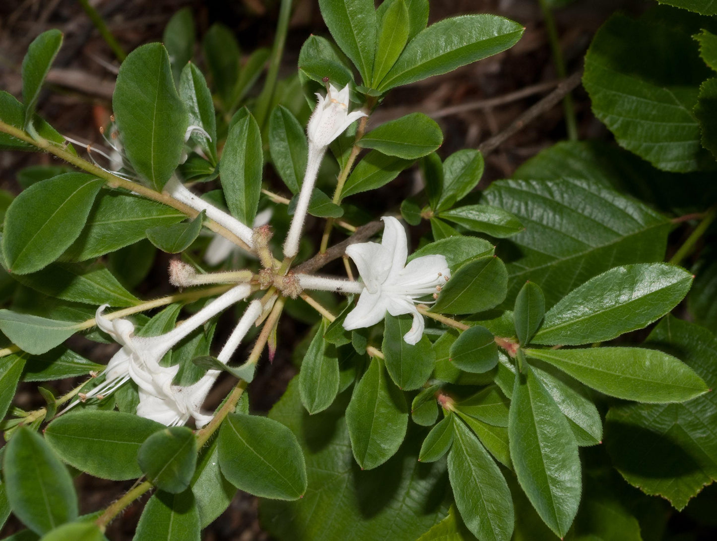 Azalea Viscosum - View 18 from www redcrocus com