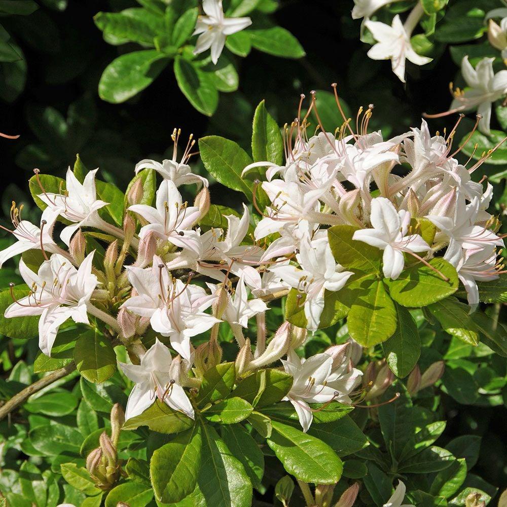 Azalea Viscosum - View 1 from www redcrocus com
