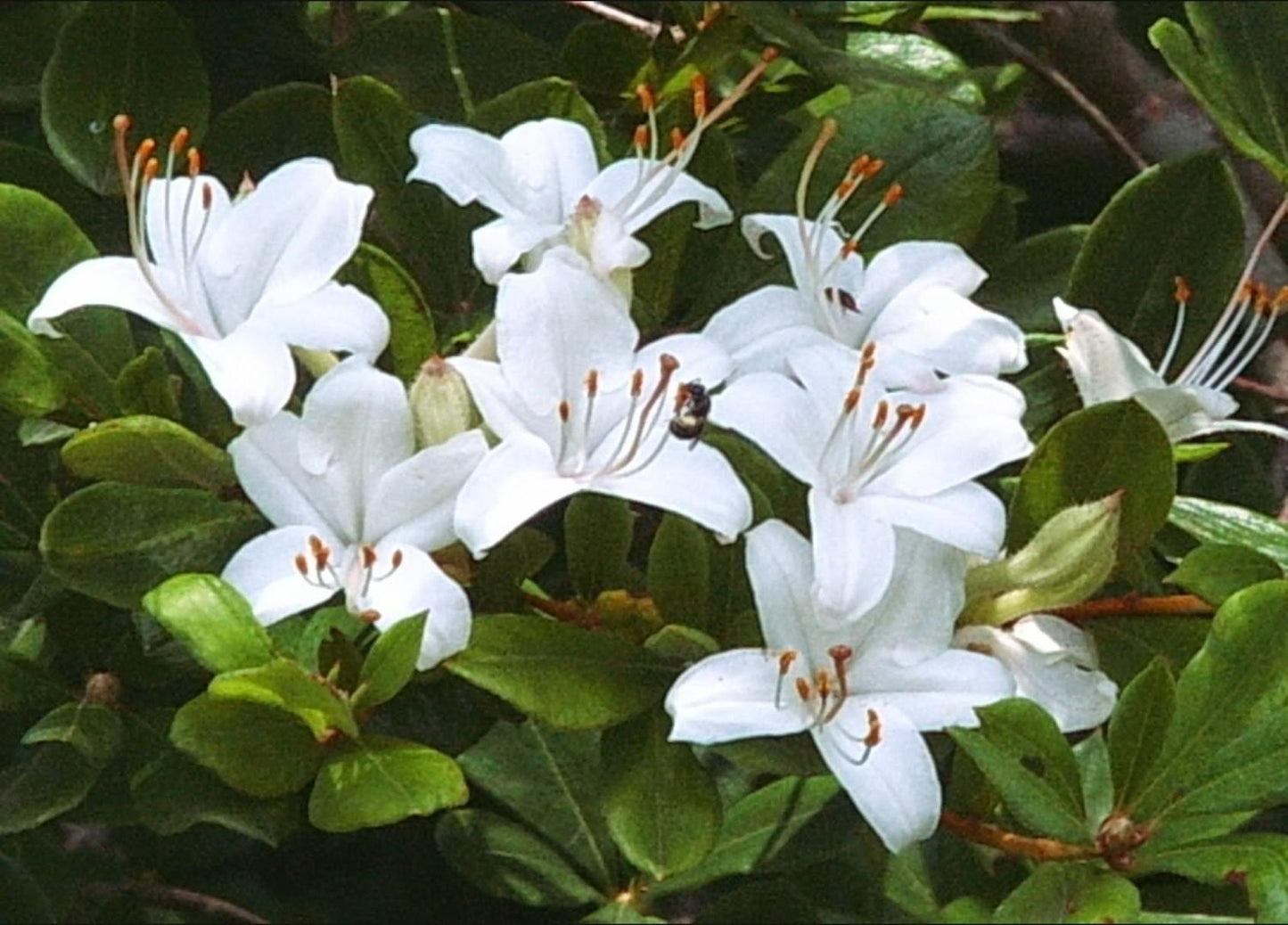 Azalea Viscosum - View 3 from www redcrocus com