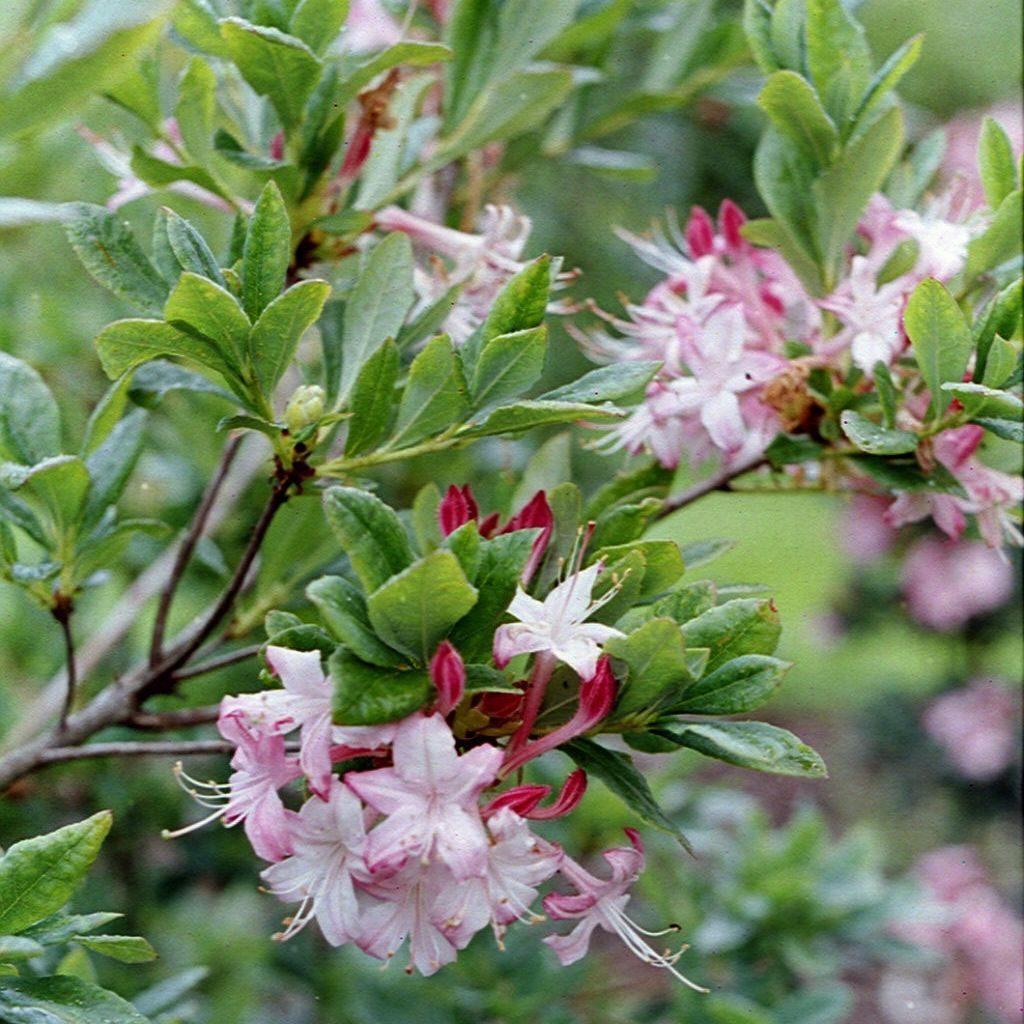 Azalea Viscosum - View 5 from www redcrocus com