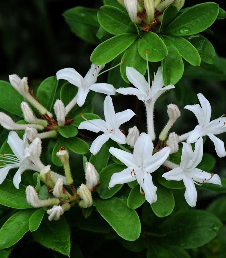 Azalea Viscosum - View 6 from www redcrocus com