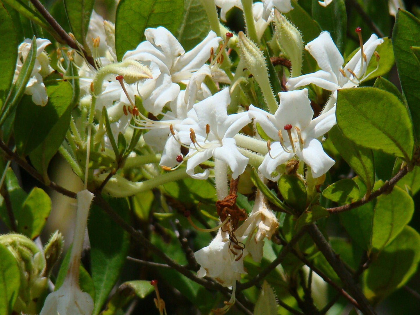 Azalea Viscosum - View 9 from www redcrocus com