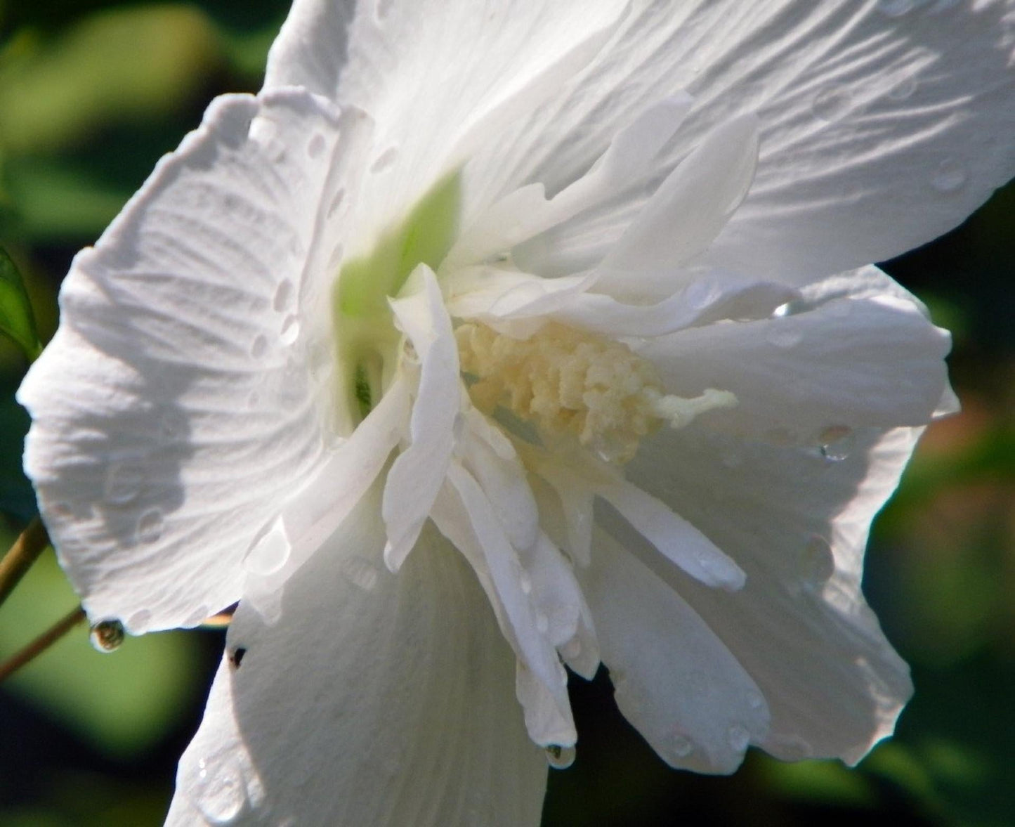 Hibiscus Syriacus White Chiffon - View 10 from www redcrocus com