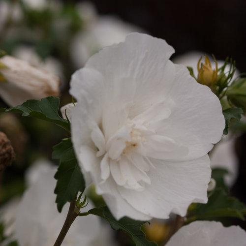 Hibiscus Syriacus White Chiffon - View 12 from www redcrocus com