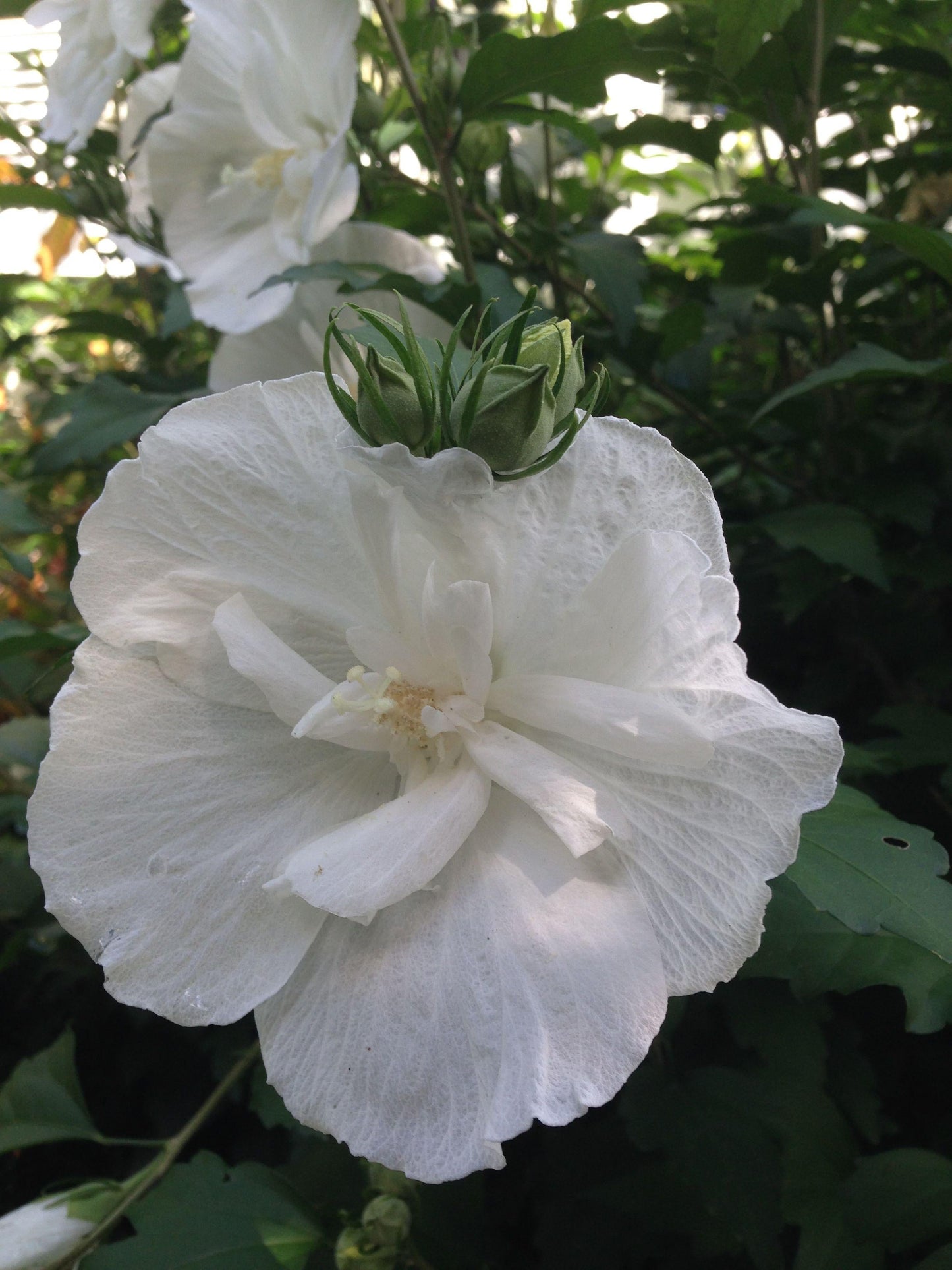 Hibiscus Syriacus White Chiffon - View 13 from www redcrocus com