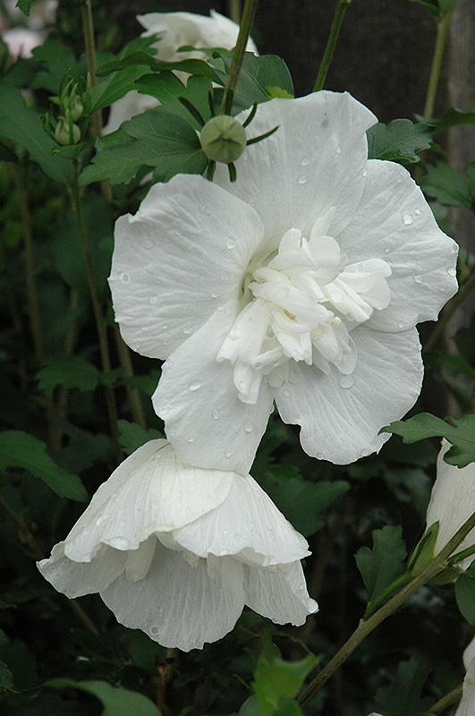 Hibiscus Syriacus White Chiffon - View 14 from www redcrocus com