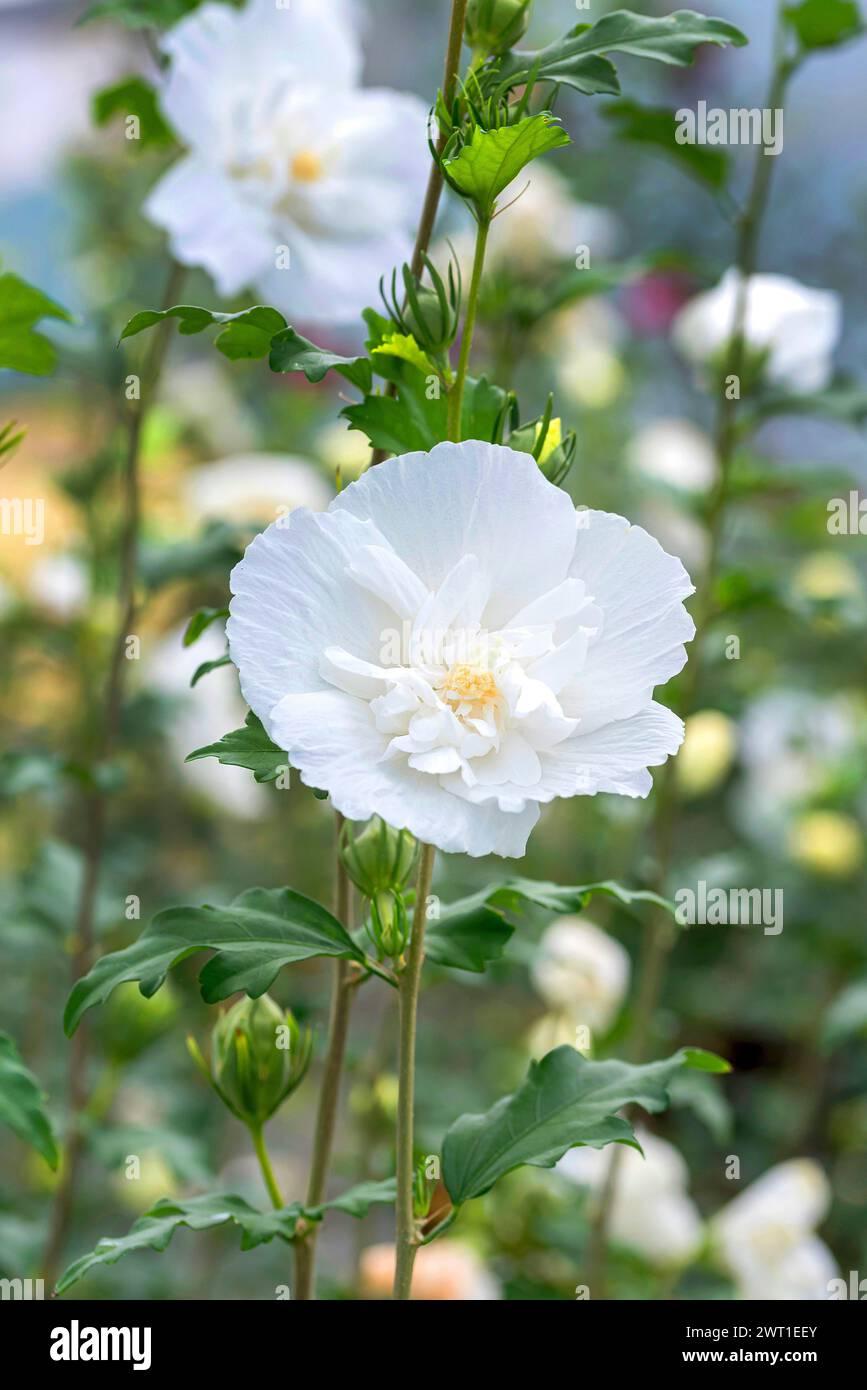 Hibiscus Syriacus White Chiffon - View 15 from www redcrocus com