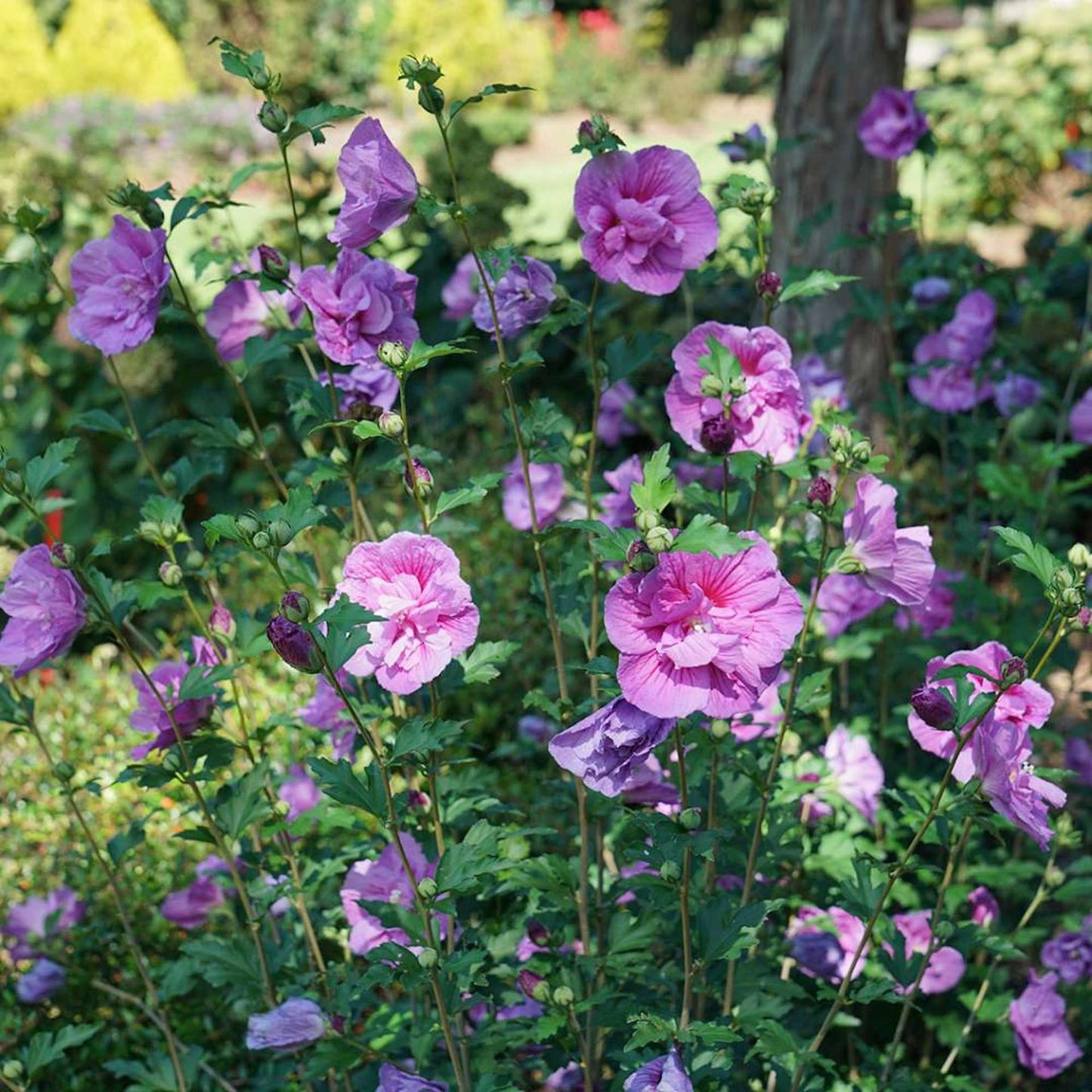 Hibiscus Syriacus White Chiffon - View 17 from www redcrocus com