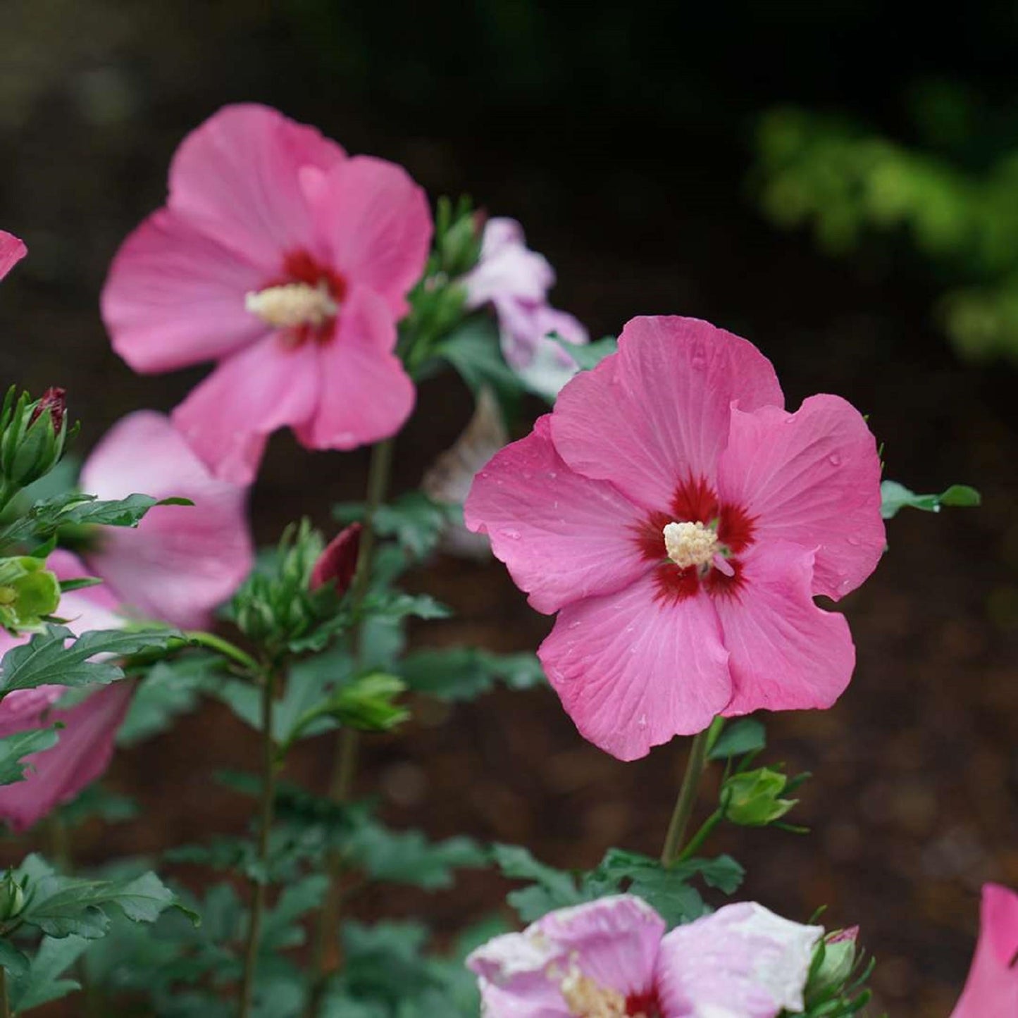 Hibiscus Syriacus White Chiffon - View 19 from www redcrocus com