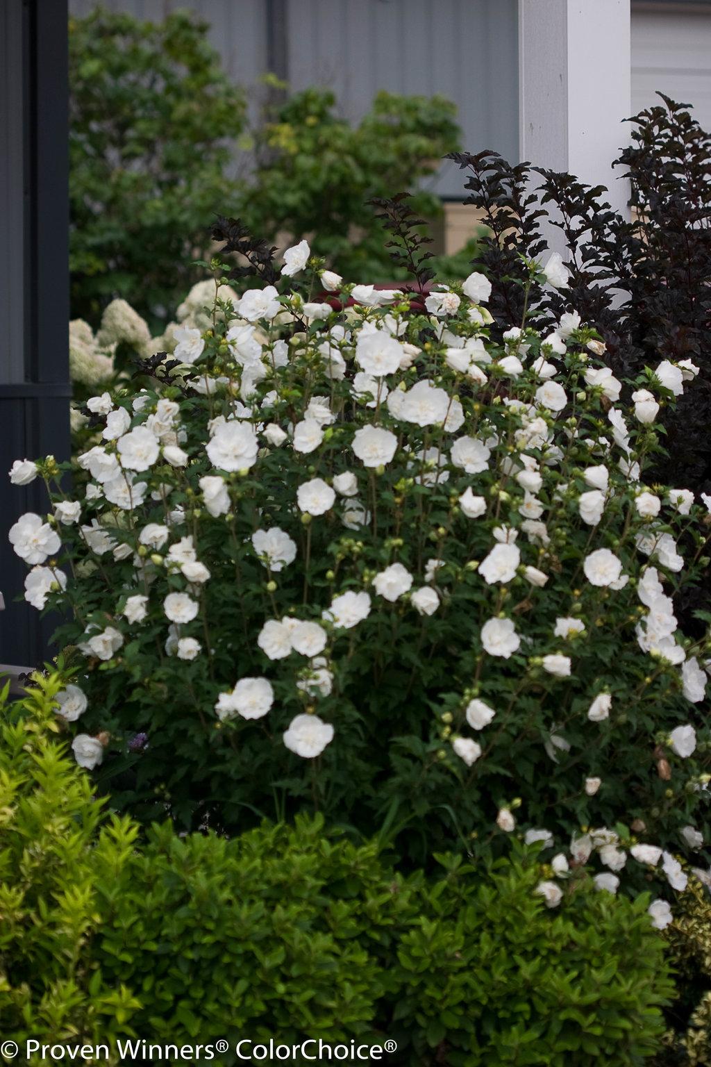 Hibiscus Syriacus White Chiffon - View 1 from www redcrocus com