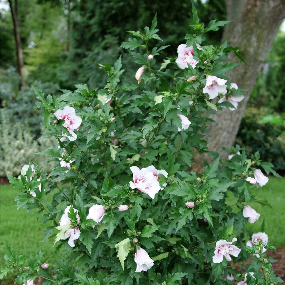 Hibiscus Syriacus White Chiffon - View 20 from www redcrocus com