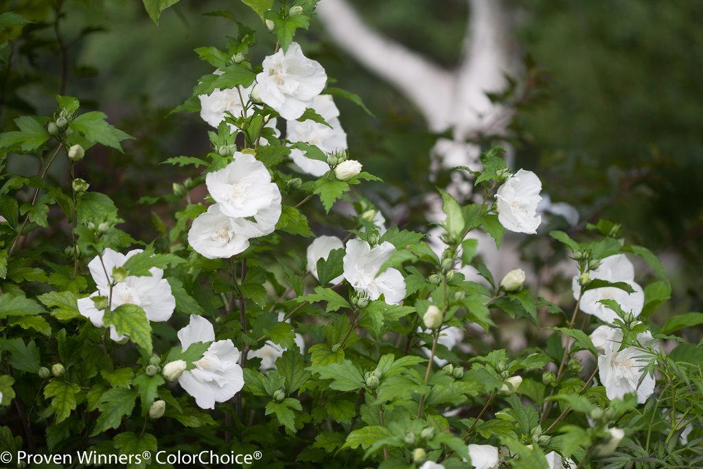 Hibiscus Syriacus White Chiffon - View 3 from www redcrocus com