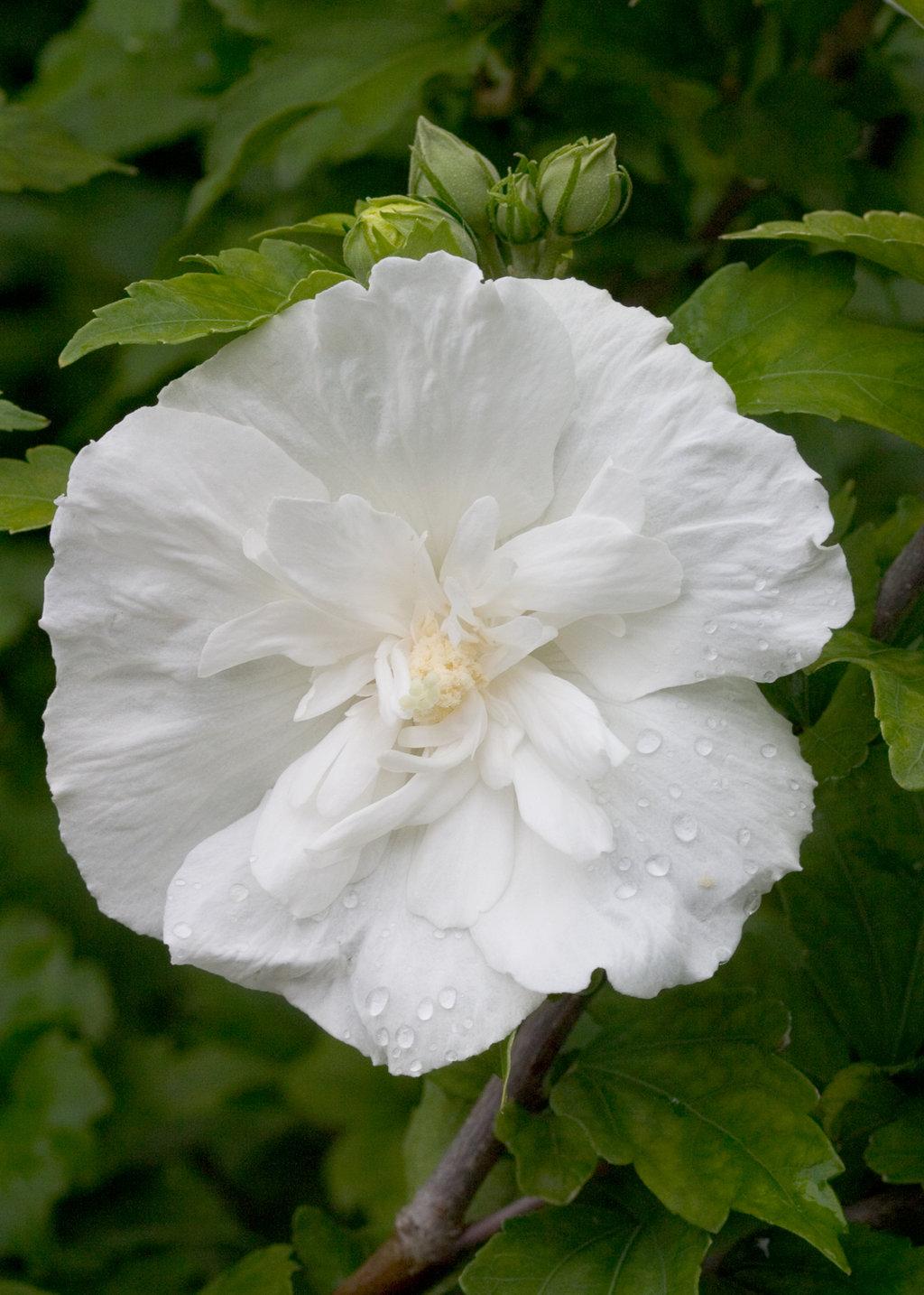 Hibiscus Syriacus White Chiffon - View 4 from www redcrocus com