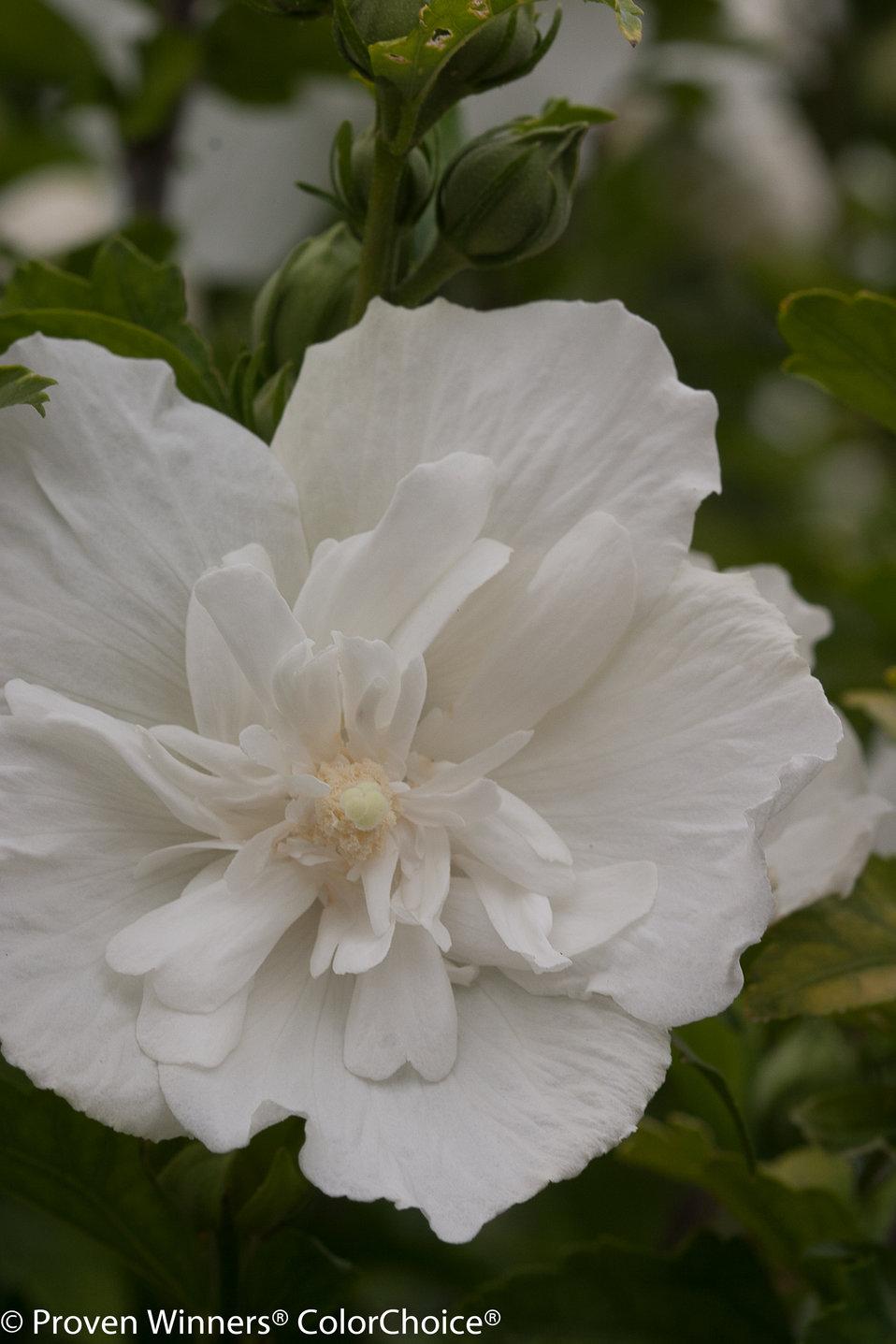 Hibiscus Syriacus White Chiffon - View 6 from www redcrocus com