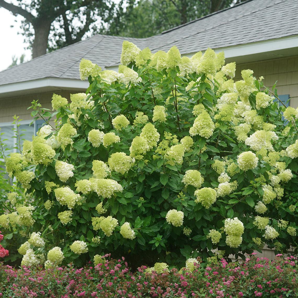 Hydrangea Paniculata Limelight - View 14 from www redcrocus com