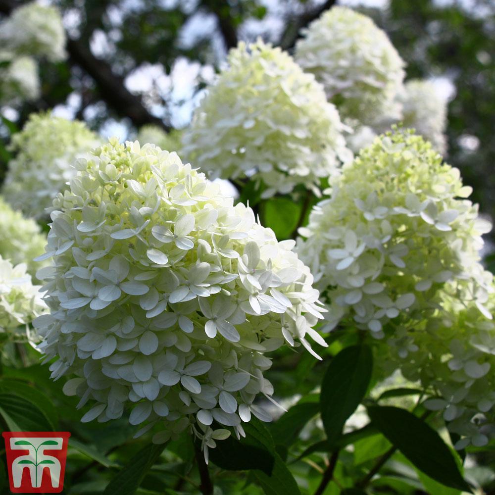 Hydrangea Paniculata Limelight - View 19 from www redcrocus com