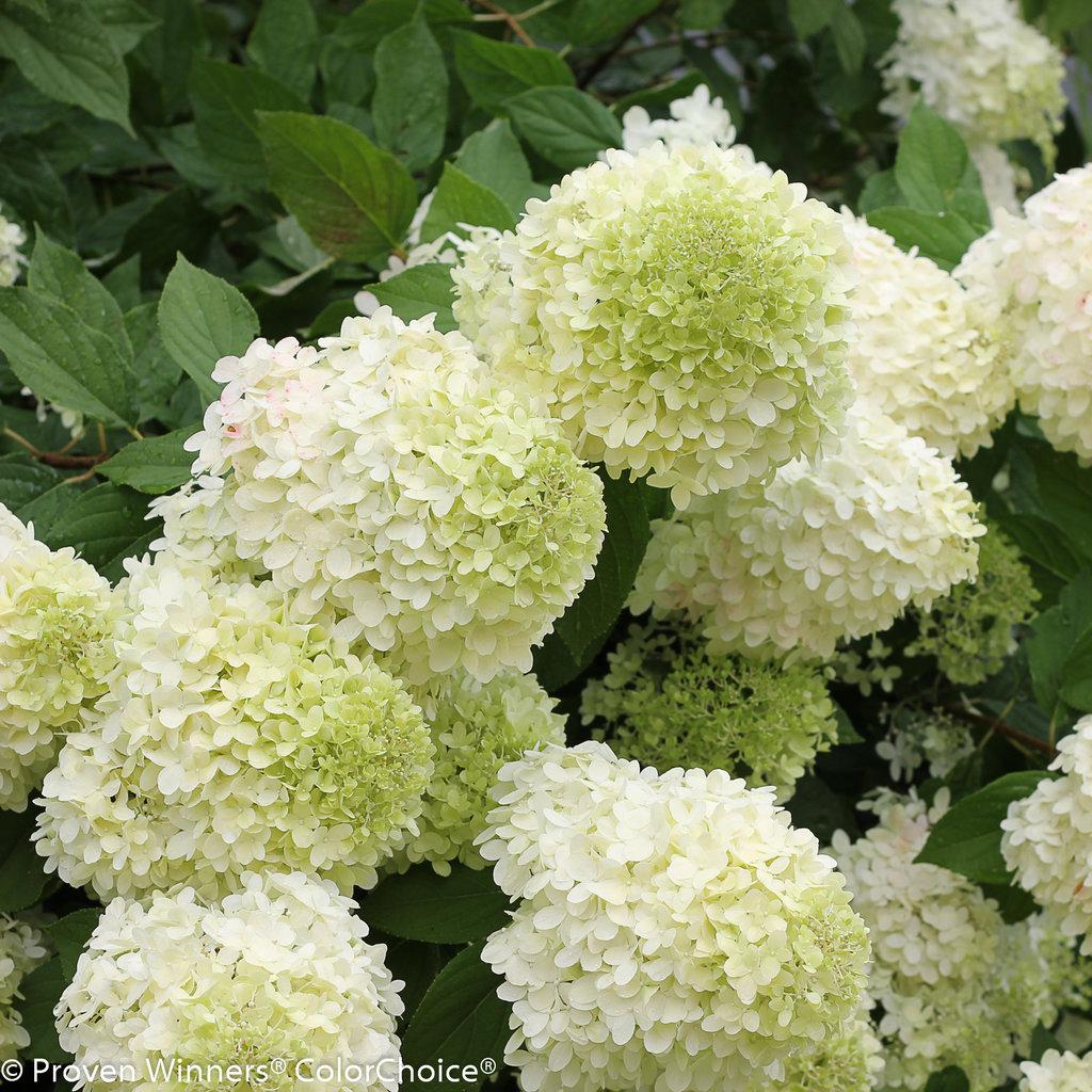Hydrangea Paniculata Limelight - View 1 from www redcrocus com