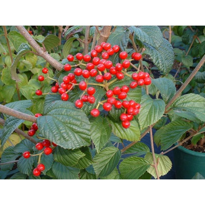 Viburnum Dilatatum Asian Beauty - View 10 from www redcrocus com