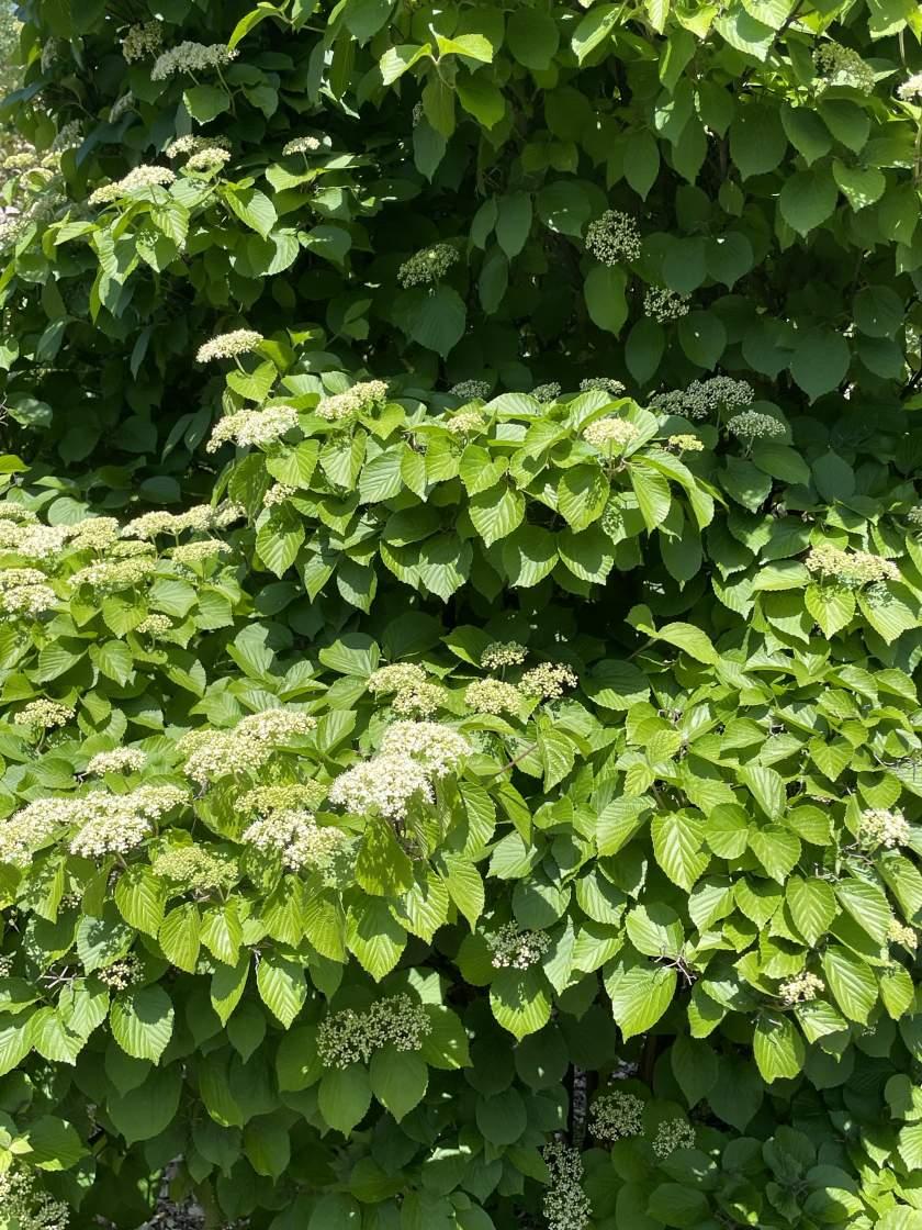 Viburnum Dilatatum Asian Beauty - View 12 from www redcrocus com