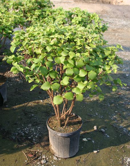 Viburnum Dilatatum Asian Beauty - View 14 from www redcrocus com