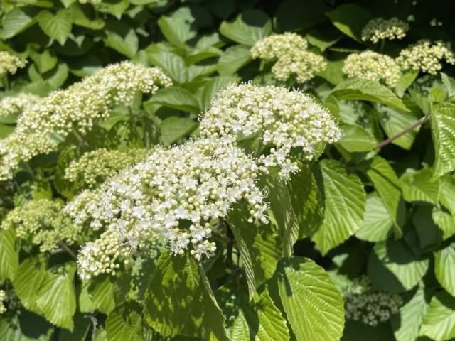 Viburnum Dilatatum Asian Beauty - View 1 from www redcrocus com